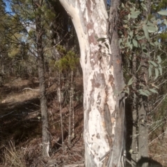 Eucalyptus mannifera at Cooma North Ridge Reserve - 21 May 2024