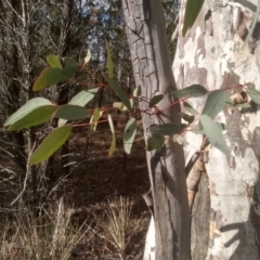 Eucalyptus mannifera at Cooma North Ridge Reserve - 21 May 2024