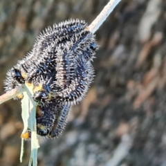 Perginae sp. (subfamily) (Unidentified pergine sawfly) at Isaacs Ridge and Nearby - 21 May 2024 by Mike