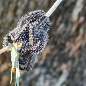 Perga sp. (genus) at Isaacs Ridge and Nearby - 21 May 2024