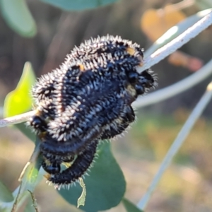 Perga sp. (genus) at Isaacs Ridge and Nearby - 21 May 2024