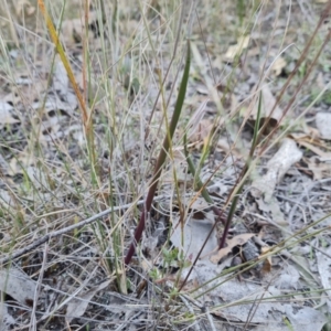 Thelymitra sp. at Isaacs Ridge - suppressed