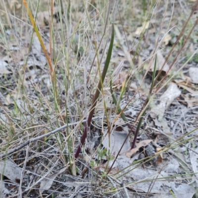 Thelymitra (Genus) (Sun Orchid) at Isaacs Ridge and Nearby - 21 May 2024 by Mike