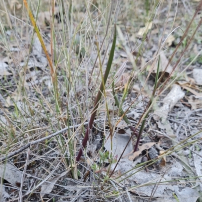 Thelymitra sp. at Isaacs Ridge and Nearby - 21 May 2024 by Mike