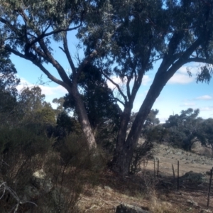 Eucalyptus bridgesiana at Cooma, NSW - 21 May 2024