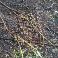 Eucalyptus bridgesiana at Cooma, NSW - 21 May 2024