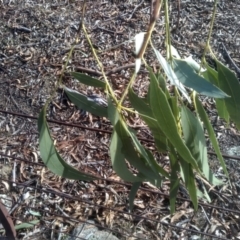 Eucalyptus bridgesiana at Cooma, NSW - 21 May 2024