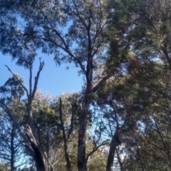Eucalyptus dives at Cooma North Ridge Reserve - 21 May 2024 by mahargiani