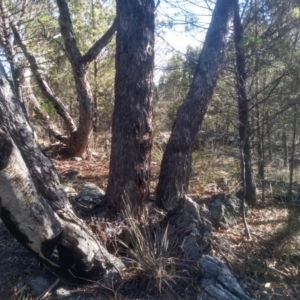 Eucalyptus bridgesiana at Cooma North Ridge Reserve - 21 May 2024