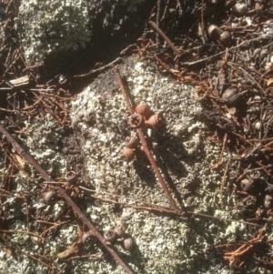 Eucalyptus bridgesiana at Cooma North Ridge Reserve - 21 May 2024