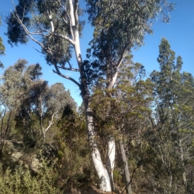 Eucalyptus mannifera (Brittle Gum) at Cooma, NSW - 21 May 2024 by mahargiani