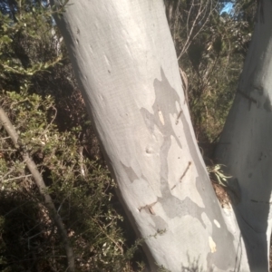 Eucalyptus mannifera at Cooma North Ridge Reserve - 21 May 2024