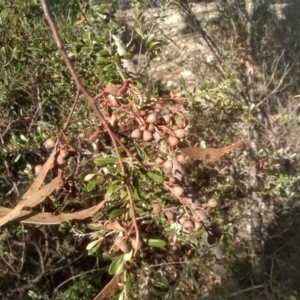 Eucalyptus mannifera at Cooma North Ridge Reserve - 21 May 2024