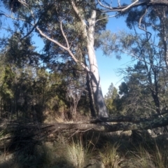 Eucalyptus rossii (Inland Scribbly Gum) at Cooma, NSW - 21 May 2024 by mahargiani