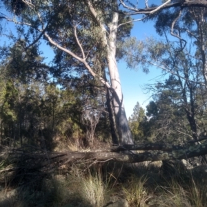 Eucalyptus rossii (Inland Scribbly Gum) at Cooma North Ridge Reserve by mahargiani