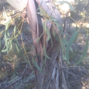 Eucalyptus rossii at Cooma North Ridge Reserve - 21 May 2024 03:01 PM