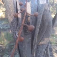 Eucalyptus rossii at Cooma North Ridge Reserve - 21 May 2024 03:01 PM