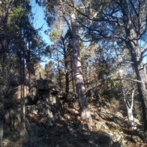 Eucalyptus rossii at Cooma North Ridge Reserve - 21 May 2024