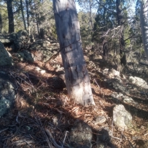 Eucalyptus rossii at Cooma North Ridge Reserve - 21 May 2024