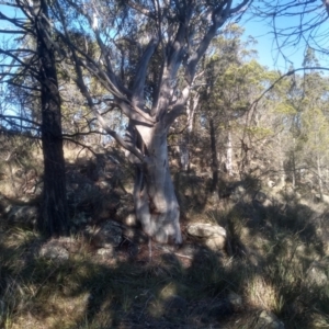 Eucalyptus rossii (Inland Scribbly Gum) at Cooma North Ridge Reserve by mahargiani