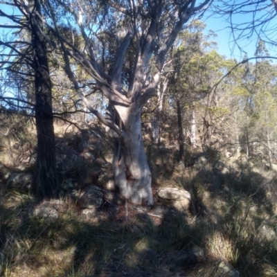 Eucalyptus rossii (Inland Scribbly Gum) at Cooma North Ridge Reserve - 21 May 2024 by mahargiani