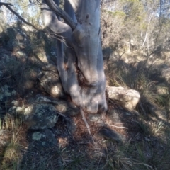 Eucalyptus rossii at Cooma North Ridge Reserve - 21 May 2024