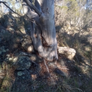 Eucalyptus rossii at Cooma North Ridge Reserve - 21 May 2024 03:11 PM