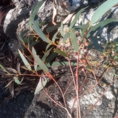 Eucalyptus rossii at Cooma North Ridge Reserve - 21 May 2024