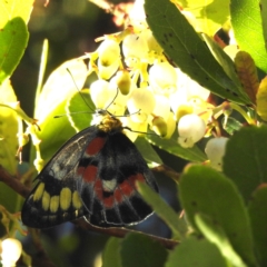 Delias harpalyce (Imperial Jezebel) at Tidbinbilla Nature Reserve - 21 May 2024 by HelenCross
