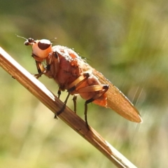 Lauxaniidae (family) (Unidentified lauxaniid fly) at Tidbinbilla Nature Reserve - 21 May 2024 by HelenCross