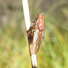 Lauxaniidae (family) at Tidbinbilla Nature Reserve - 21 May 2024