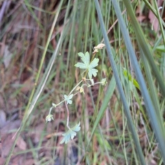 Geranium solanderi var. solanderi (Native Geranium) at Kambah, ACT - 20 May 2024 by jac