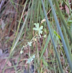 Geranium solanderi var. solanderi (Native Geranium) at Birrigai - 20 May 2024 by jac