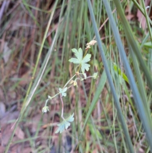 Geranium solanderi var. solanderi at Birrigai - 20 May 2024 10:18 AM