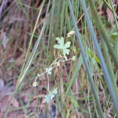 Unidentified Climber or Mistletoe at Kambah, ACT - 20 May 2024 by jac