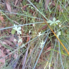 Geranium solanderi var. solanderi at Birrigai - 20 May 2024 10:18 AM