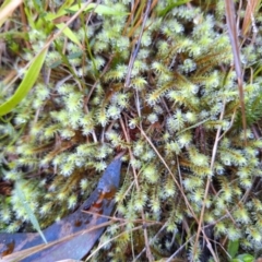 Breutelia (A moss) at Birrigai - 20 May 2024 by jac