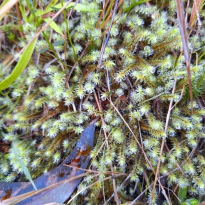 Breutelia (A moss) at Kambah, ACT - 20 May 2024 by jac