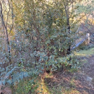 Pomaderris betulina subsp. actensis (Canberra Pomaderris) at Birrigai by jac