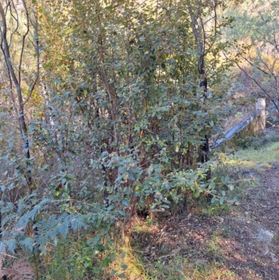 Pomaderris betulina subsp. actensis (Canberra Pomaderris) at Kambah, ACT - 20 May 2024 by jac