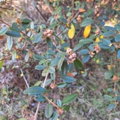 Pomaderris betulina subsp. actensis at Birrigai - 20 May 2024