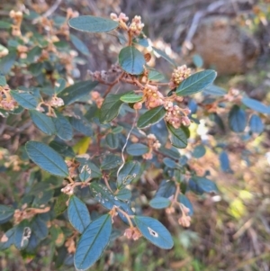 Pomaderris betulina subsp. actensis at Birrigai - 20 May 2024