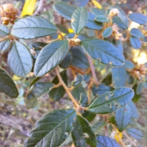 Pomaderris betulina subsp. actensis at Birrigai - 20 May 2024