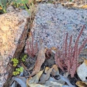 Crassula sieberiana (Austral Stonecrop) at Birrigai by jac