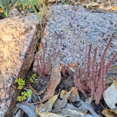 Crassula sieberiana (Austral Stonecrop) at Kambah, ACT - 20 May 2024 by jac