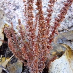 Crassula sieberiana at Birrigai - 20 May 2024