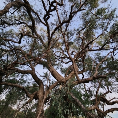 Eucalyptus bridgesiana (Apple Box) at Red Hill Nature Reserve - 21 May 2024 by Steve818