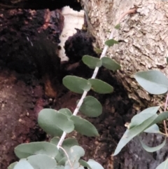 Eucalyptus bridgesiana at Red Hill Nature Reserve - 21 May 2024