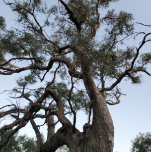 Eucalyptus bridgesiana (Apple Box) at Red Hill Nature Reserve by Steve818