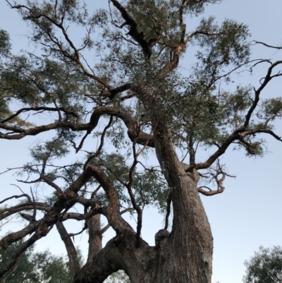 Eucalyptus bridgesiana (Apple Box) at Red Hill Nature Reserve - 21 May 2024 by Steve818
